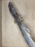 Dog Fish