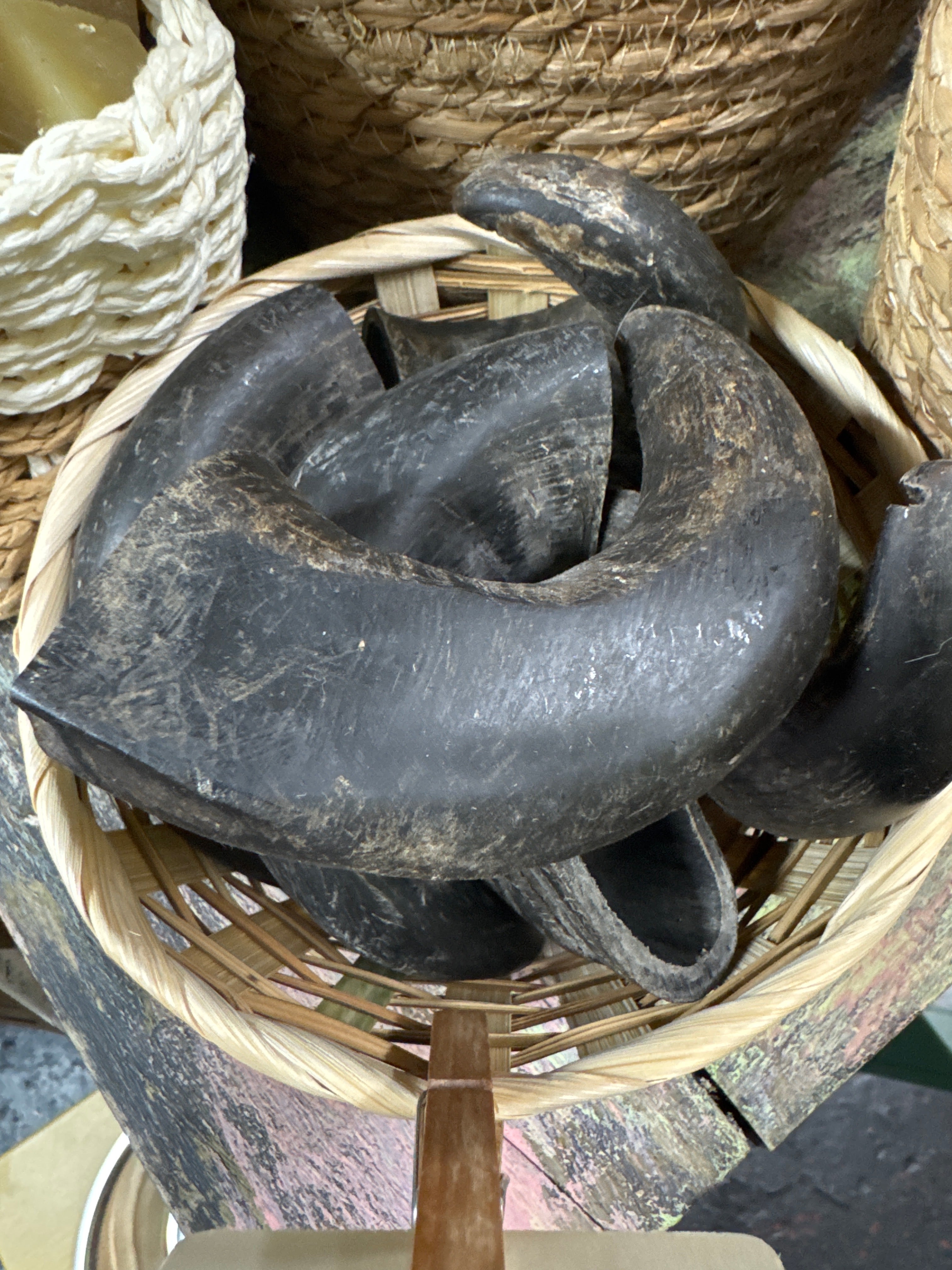 Small Buffalo Horn
