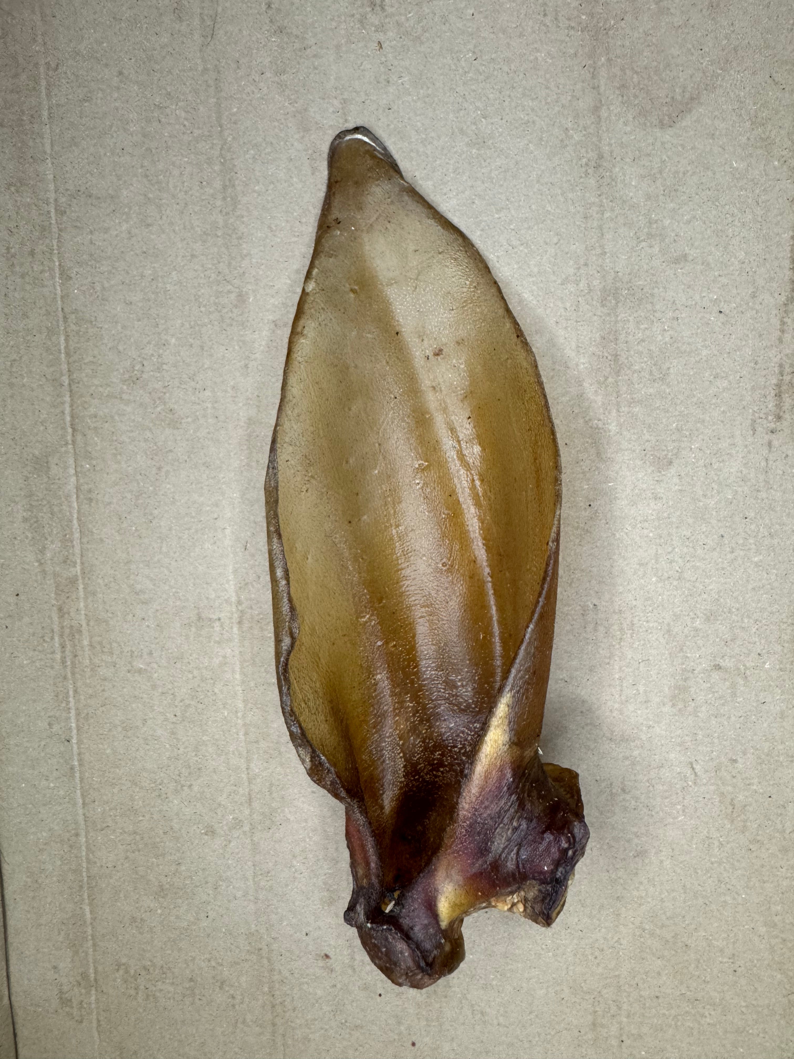 Buffalo Ear