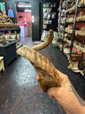 Lamb Horns