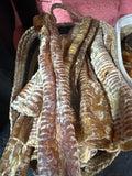 Large Trachea