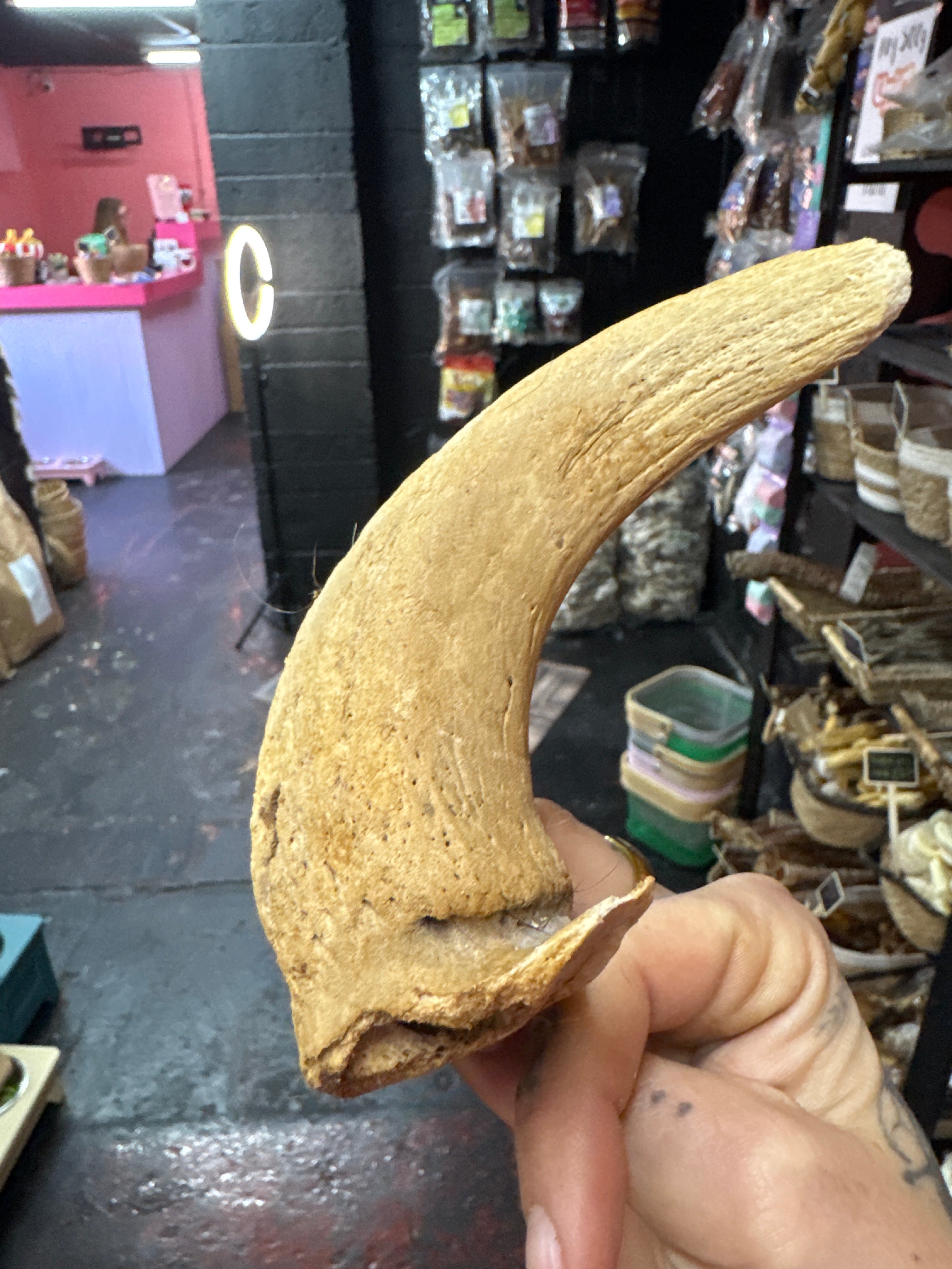 Lamb Horn Marrow