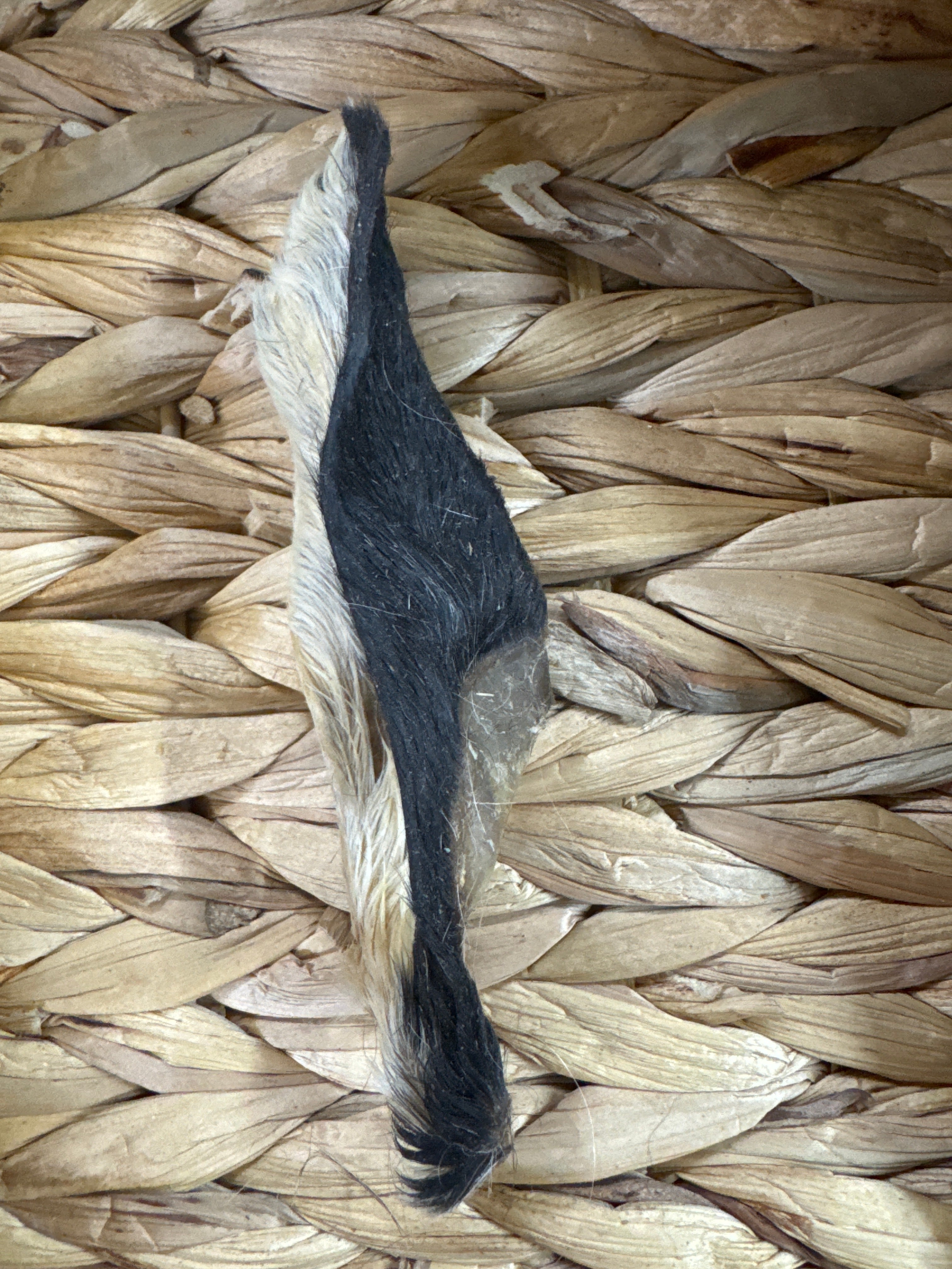 Lamb Ears