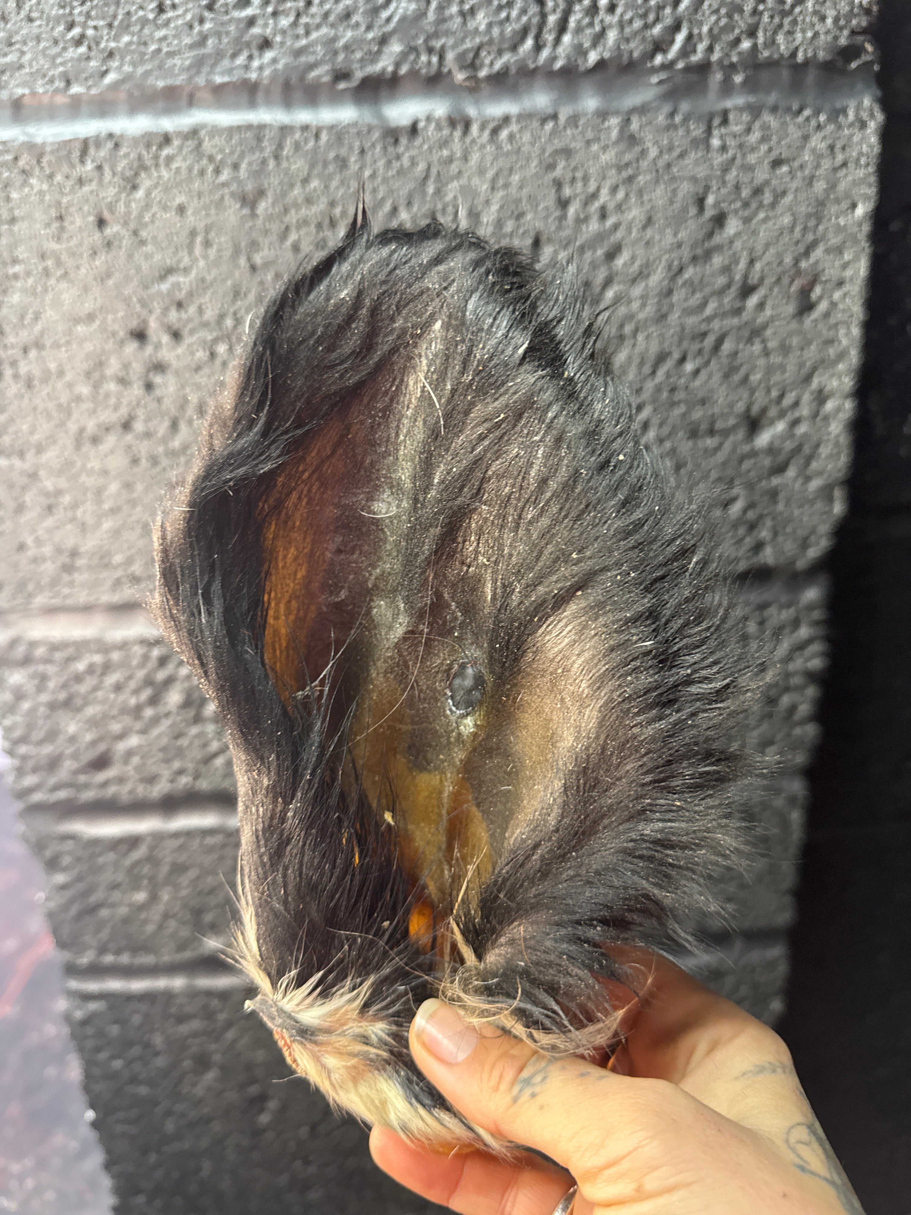 Hairy Cow Ear