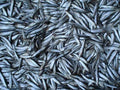 Frozen Sprats 1kg