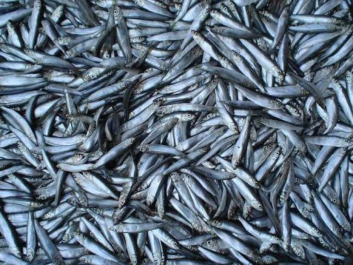 Frozen Sprats 1kg