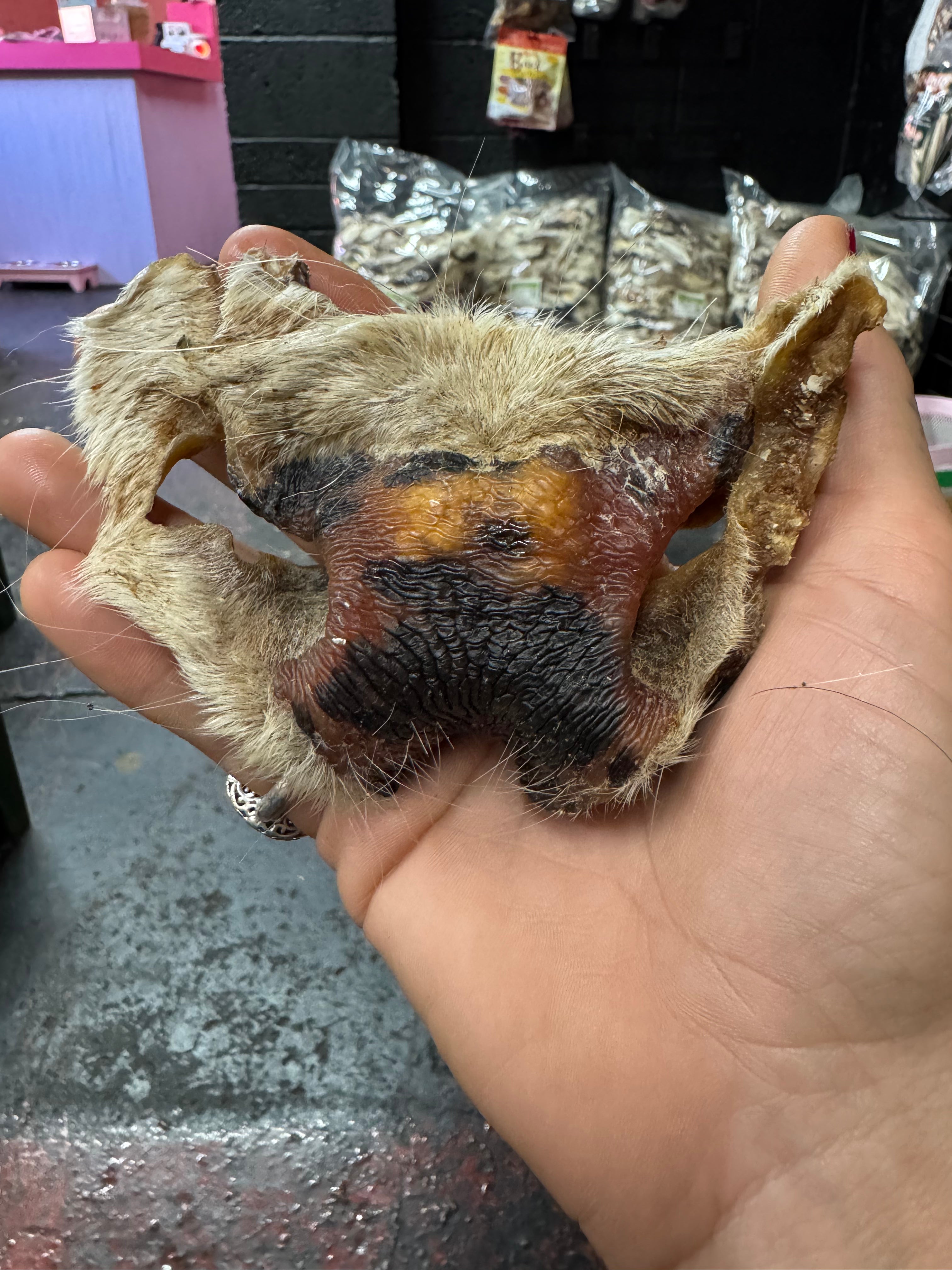 Cow Nose